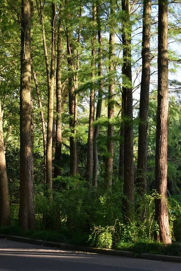國慶中秋雙節出行安全提示_國慶節高速免費通行時(shí)間_出行提示